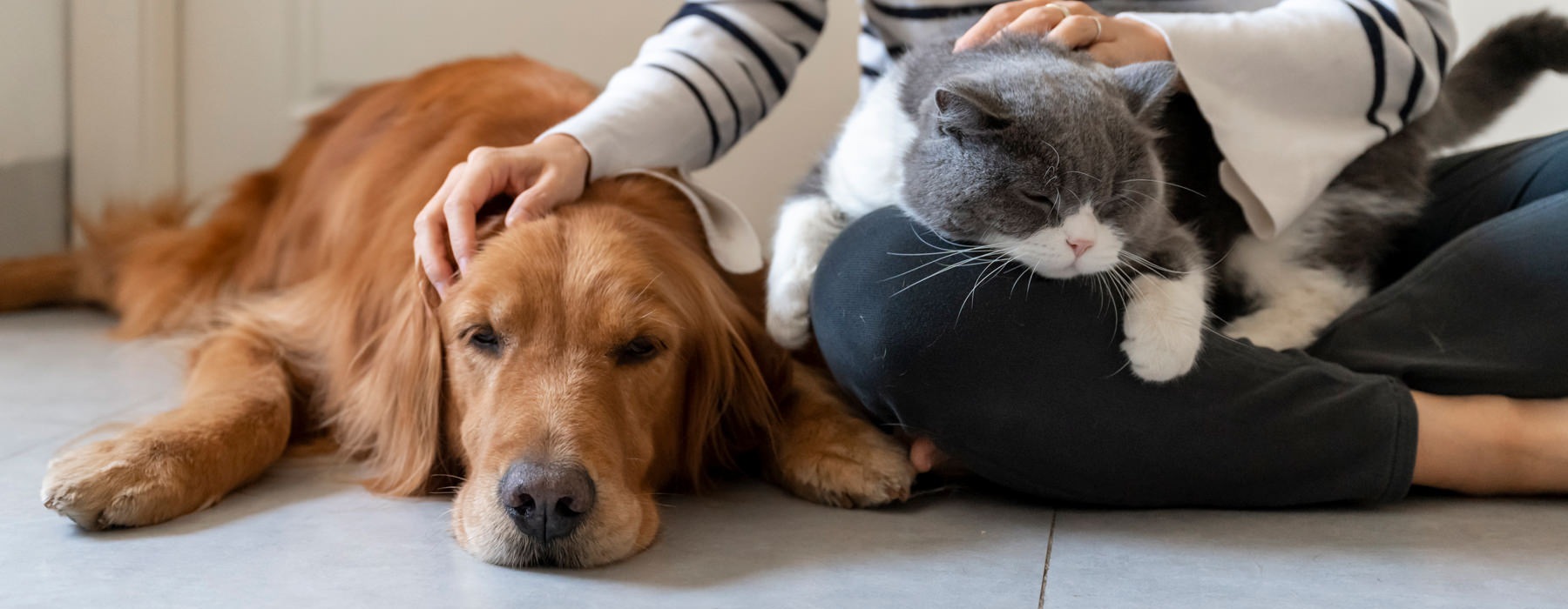a person petting their pets